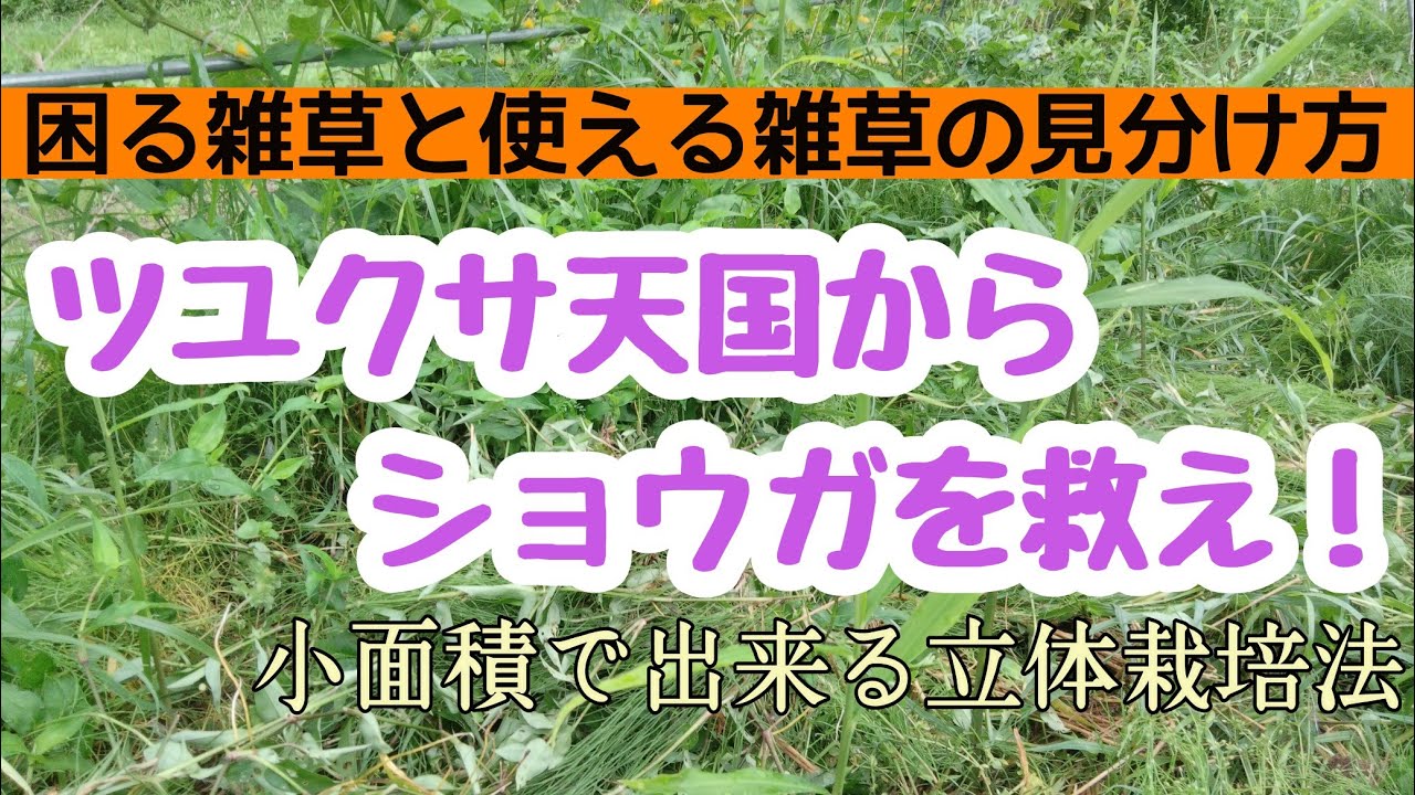 生やしてはいけない雑草の見分け方 ツユクサ天国 地獄 のから生姜を救え 生姜とキュウリとインゲン豆の立体栽培法 Youtube