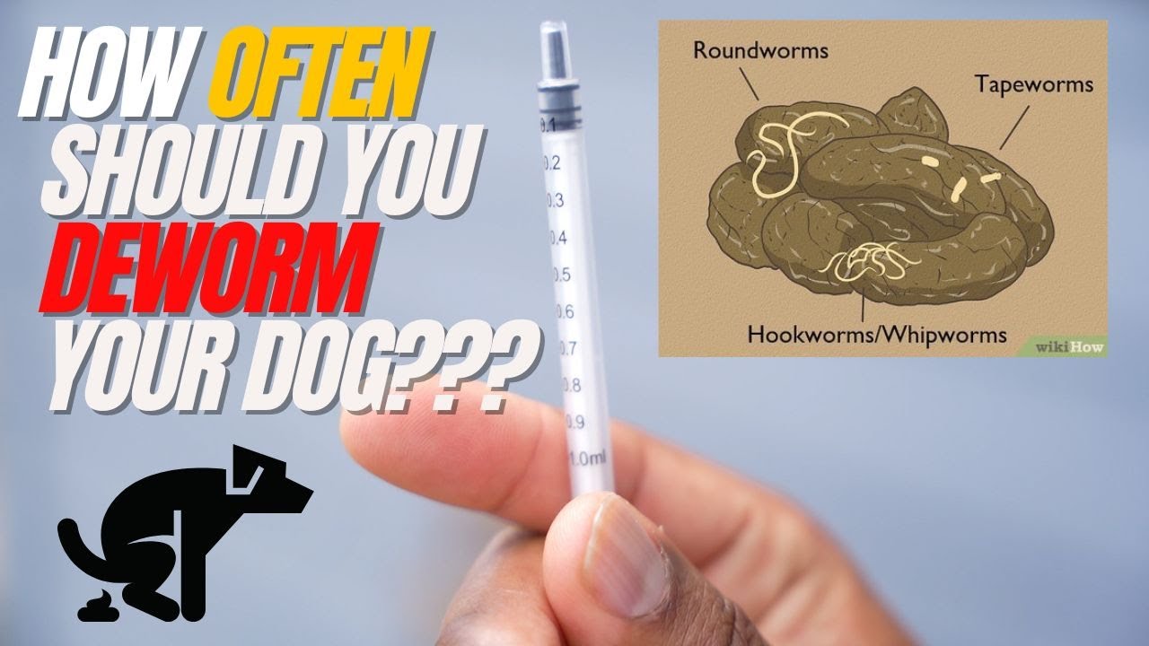 How Often Should You Deworm Your Dog YouTube How Often Should You Deworm Your Dog YouTube