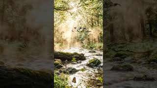 Cinematic Forest River in Morning Mist 🍃 Ultra Realistic 4K Nature Documentary Loop #cinematic