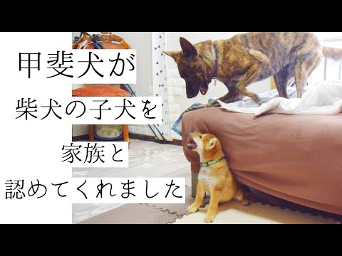 柴犬の子犬に見せる甲斐犬の優しさに思わず涙！見た目はいかつい。心は優しい。甲斐犬の魅力はここにあり！【甲斐犬・柴犬】