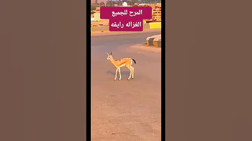 الغزاله رايقه الغزالة رايقة Abugusaialbukair6502 