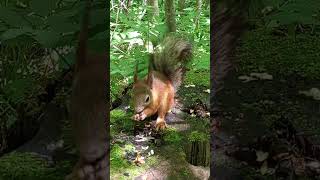Комар🦟 пристал🐿️ #белки#squirrels#shorts#nature #squirrel