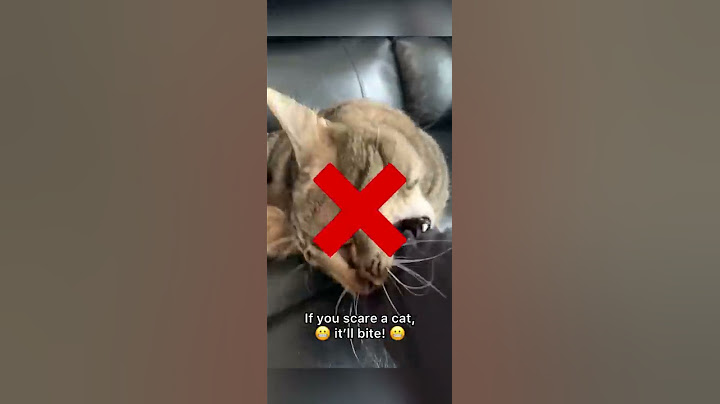 How to pet a cat 😹 (part 1) #shorts