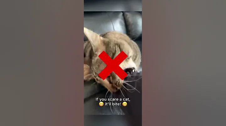 How to pet a cat 😹 (part 1) #shorts - DayDayNews