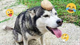 Funniest Dog Fails Ever 🤣 | Crazy Dog Antics and Hilarious Reactions Compilation 2026