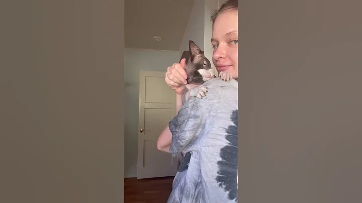 Watch the video about #sphynx #sphynxcat #catlovers #furryfriends