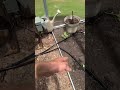 Greenhouse is always in a drought #narrowayhomestead #offgrid #greenhouse #drought #driptape #water