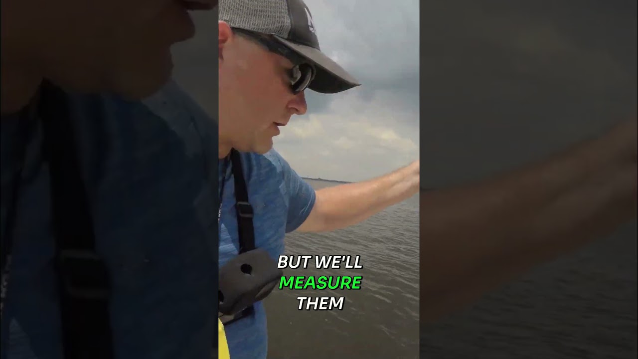 Unexpected Sheepshead Catch!