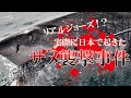 日本で起こってしまったサメによる被害を解説【人喰いザメ】【巨大ザメ】【シャークアタック】
