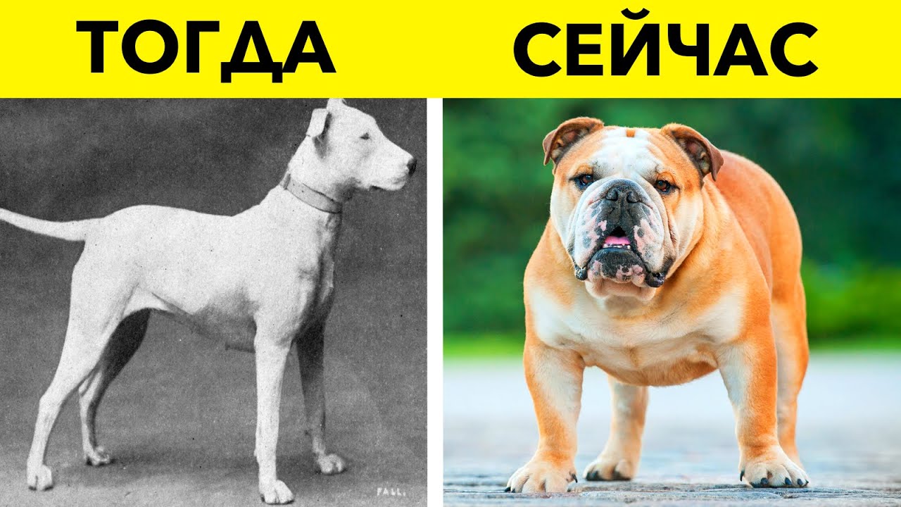 Как начинаются роды у первородящих собак?