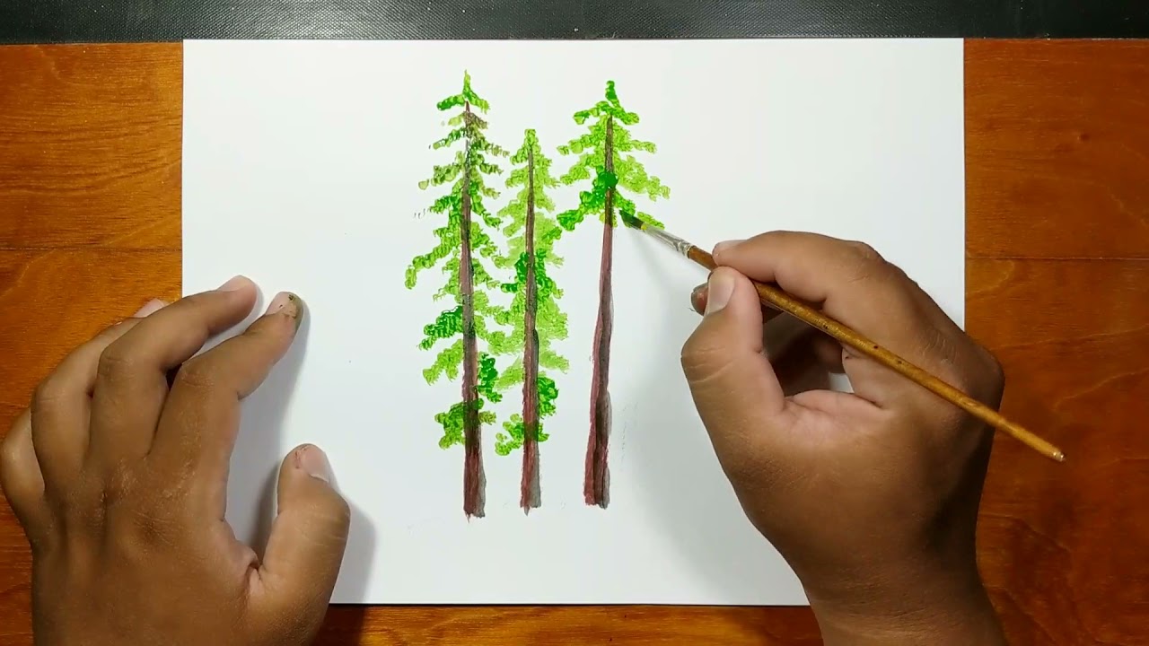 How To Draw Coast Redwood Tree With Watercolor