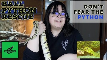 BALL PYTHON RESCUE! WHY YOU DO NOT NEED TO FEAR YOUR BALL PYTHON. RESCUED PYTHON FROM FEARFUL OWNERS