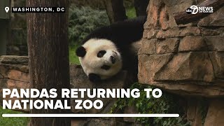 New panda pair Bao Li and Qing Bao coming to the National Zoo