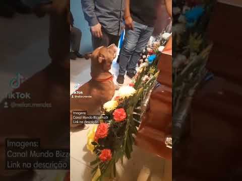 Vídeo: Nos últimos 6 anos, este cão guardou a sepultura de seu dono falecido