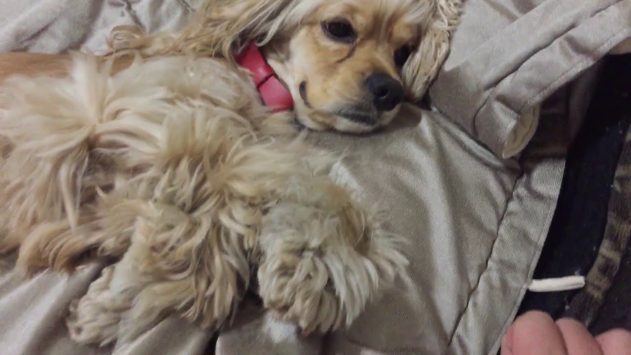 Resultado de imagen para 犬 cocker 眠っている