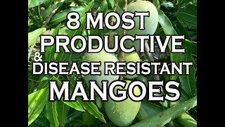 8 Most Productive \u0026 Disease Resistant Mangoes in our South Florida garden