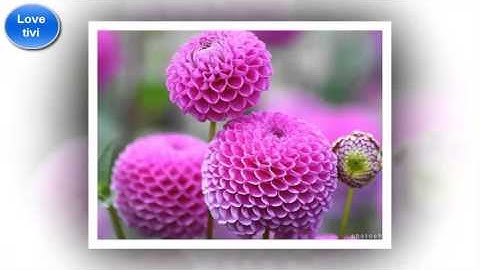 Ý nghĩa Hoa Thược Dược