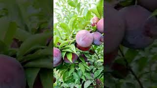 خوخ الجوهرة السوداء في الرقة the black peach in the raqqa_alksrat