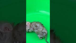 Adorable Little Monkey Moments,#short# babe #money# rose monkey# cute#