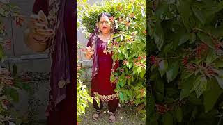Jaise phoolon mein Radha jaise patton mein Radha