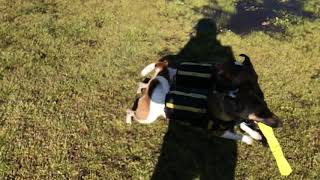 Xdog Vest verses everyday play! by Pip The Smooth Fox Terrier 933 views 6 years ago 43 seconds