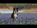 Dog Mep Part 6| For Focusthesheltie