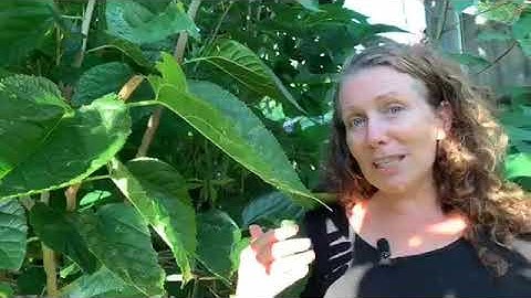 How many uses can I find for a Mulberry tree? | Global Permaculture educator Morag Gamble - DayDayNews