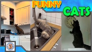 Laugh with this funny cat compilation! #018 Comment your favorite! Subscribe for more videos!