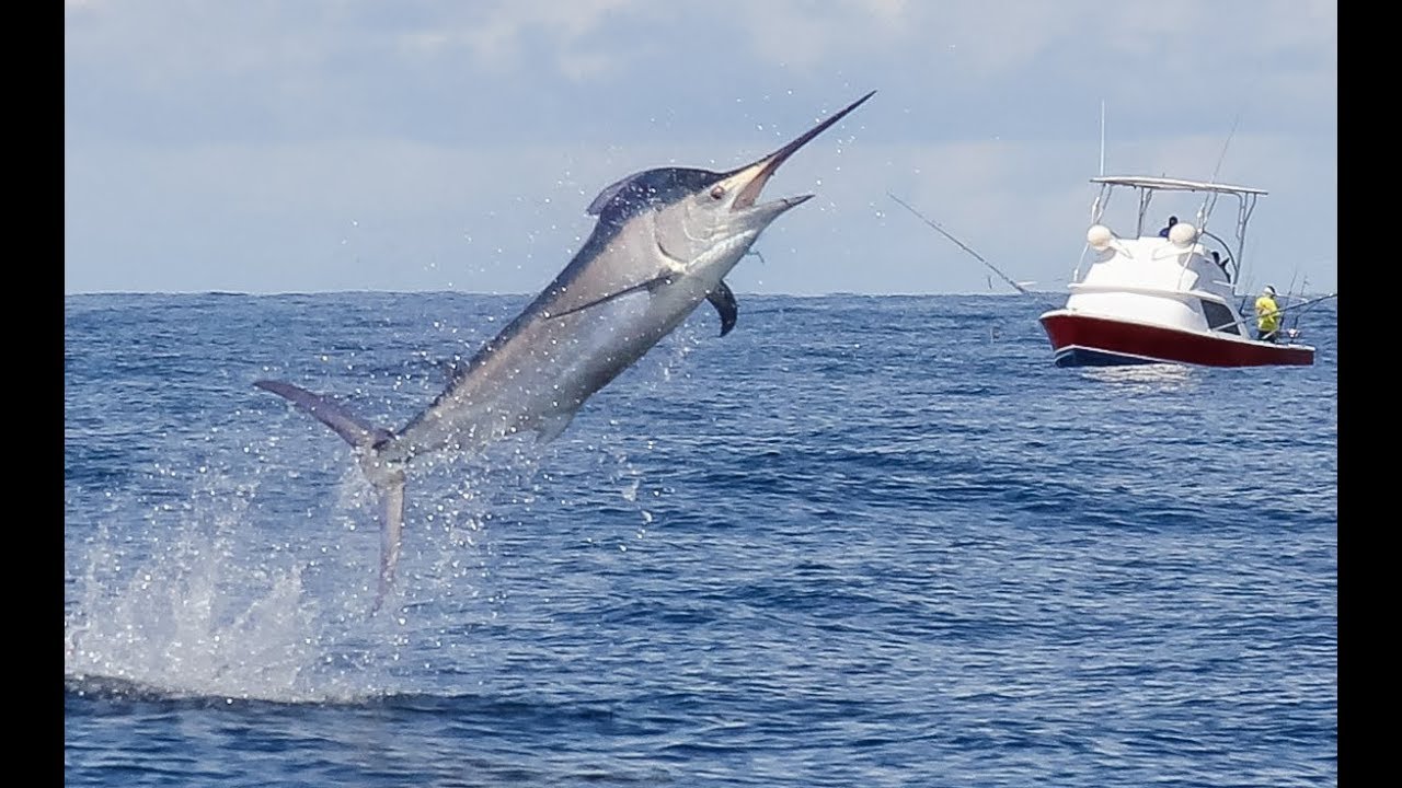 Explore the depths of Piñas Bay - Tropic Star Offshore fishing