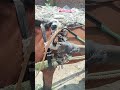 TANGE WALA #HORSE #traditinal #subscribe #travel #india