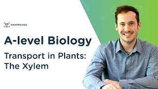 Transport in Plants: The Xylem | A-level Biology | OCR, AQA, Edexcel