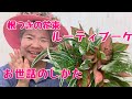 根つきの花束ルーティブーケお世話のしかた／神奈川県Ｍ様古希プランツギャザリングお誕生日プレゼント