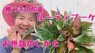 根つきの花束ルーティブーケお世話のしかた／神奈川県Ｍ様古希プランツギャザリングお誕生日プレゼント