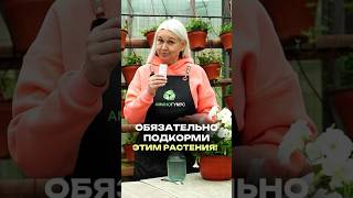 Обязательно подкорми этим растения #дача #огороднаподоконнике #огород #садоводничество