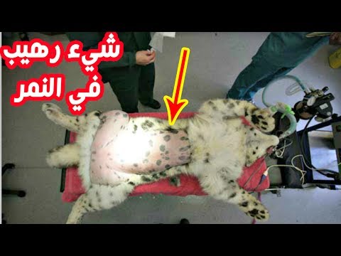 إكتشف ماذا يوجد تحت جلد النمر سبحان الله