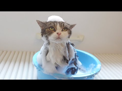 シャンプーされるまる2022。-Maru's Shampoo 2022.-