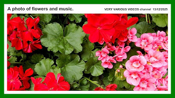 000903 - A photo of flowers and music.