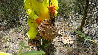 GIANT HORNET NEST DESTRUCTION,MURDERING HORNET,REMOVING A WASP NEST,VESPA MANDARINIA