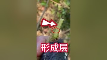 如何嫁接荔枝果樹？挑皮嫁接的方法，1分鐘就學會的嫁接技術   How to grafting lychee fruit trees? the grafting  learned in 1 minute