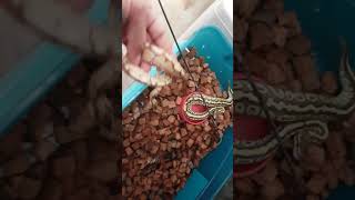 Celebrity Lesser and Lesser Bee Ball Python Profile