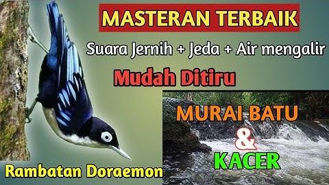 Masteran Burung Rambatan Doraemon Dan Suara Air Mengalir Berjeda @duniakicauvasya01