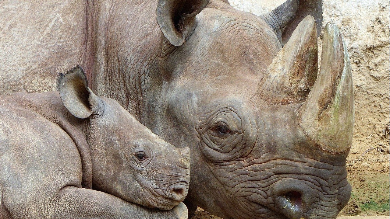 Удивительные факты из жизни носорогов, которые изменят ваши представления о них!
