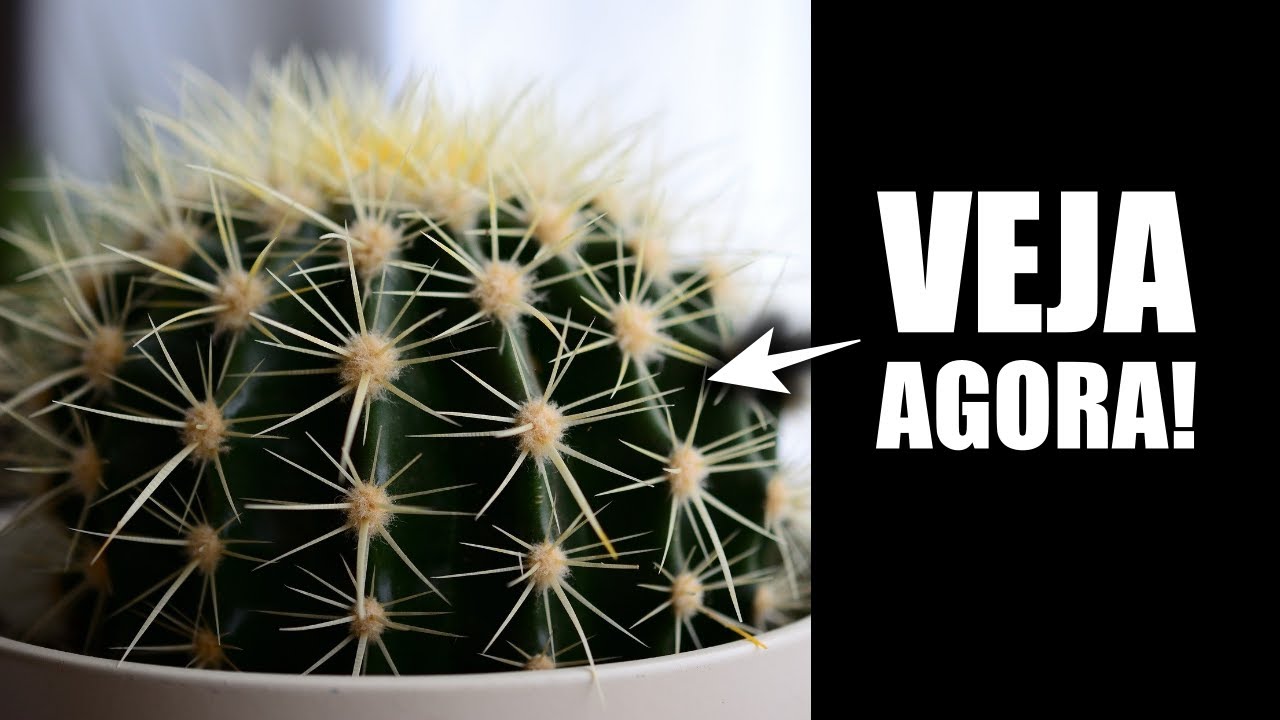 COMO REGAR MINI CACTOS? COMO REGAR MINI CACTOS?