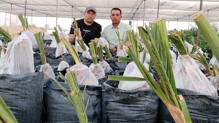 افضل طريقه في العالم لزراعة فسائل النخيل بالتفصيل وشرح عملي(الجزء الثاني)‏ للتواصل ‪0 114 493 3524‬‏