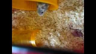 Naissance d'hamster russe.