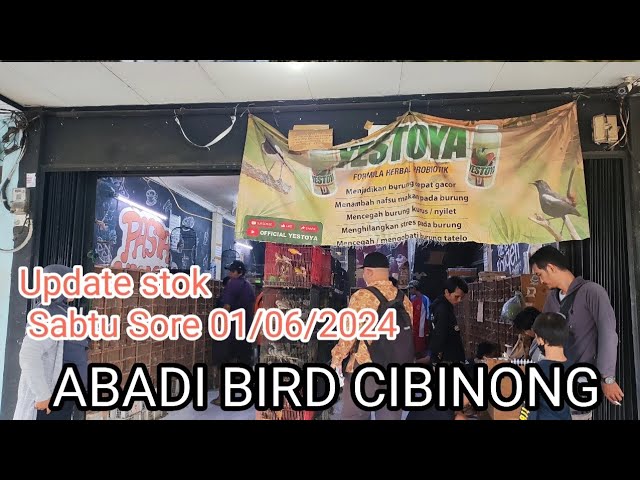 Update harga & stok burung Sabtu sore 1/6/2024#abadibirdcibinong class=