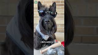 スコティッシュテリア🐶次の動画のリクエストをコメントで教えて！ #shorts #dog #犬のいる暮らし