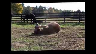 The Mules Arrive at Equine Advocates Rescue & Sanctuary