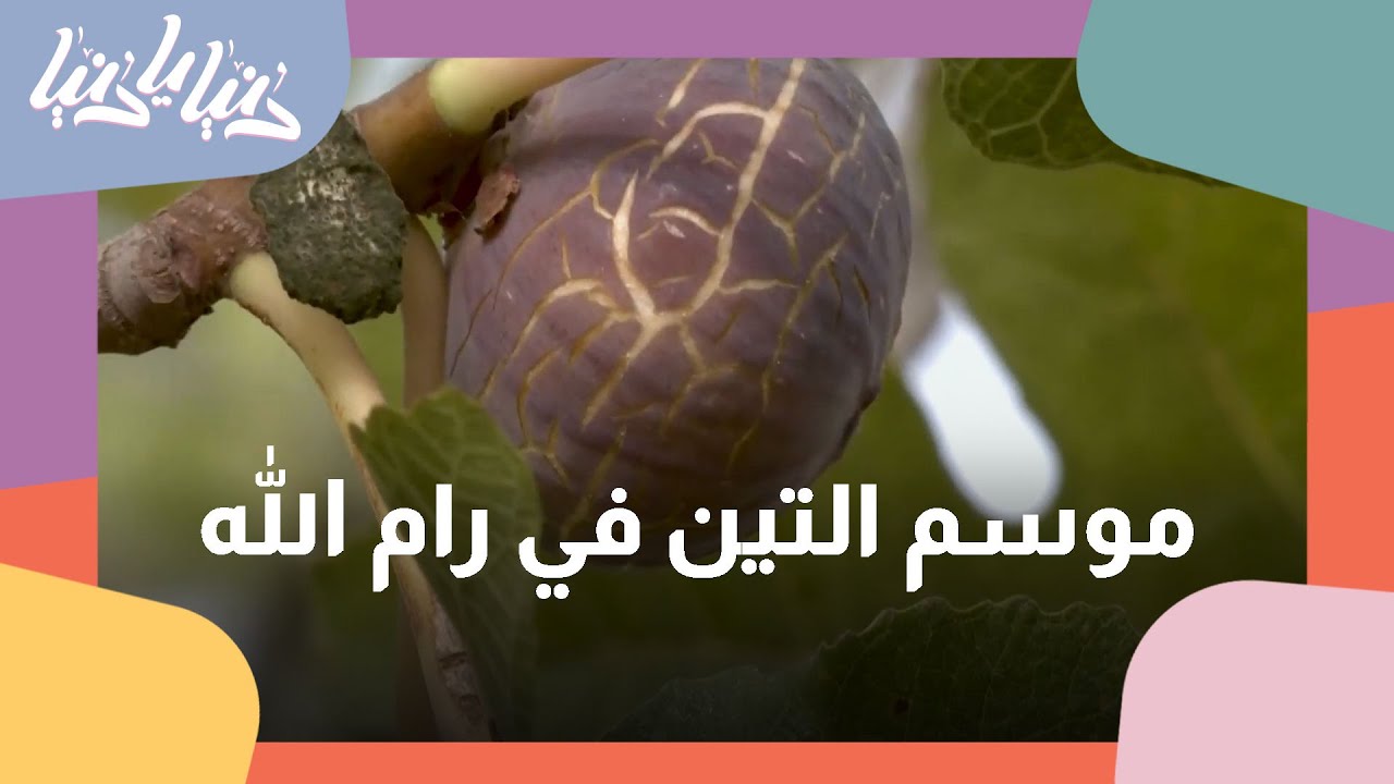 شاهدوا موسم التين في بلدة سنجل قضاء رام الله - دنيا اي دنيا #موسم_التين