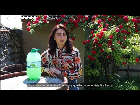 \"ელექსირის\" გამოყენება მეღვინეობაში.